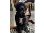 Adopt Mr. Blue a Black - with White Australian Shepherd / Goldendoodle / Mixed