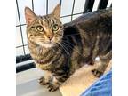 Adopt Claudia -- Bonded Buddies Marley a Domestic Shorthair / Mixed cat in Des