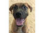 Adopt Lacey a Tan/Yellow/Fawn Black Mouth Cur / Boxer / Mixed dog in Anniston