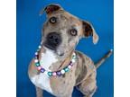 Adopt Luna a Brown/Chocolate Catahoula Leopard Dog / Mixed dog in Rehoboth
