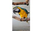 Adopt Taco a Macaw