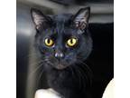 Adopt Scaredy the Cat a All Black Domestic Shorthair / Mixed cat in Rehoboth
