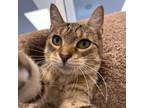 Adopt Daisy a Brown or Chocolate Domestic Shorthair / Mixed cat in Rehoboth