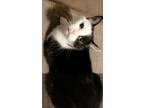 Adopt Izzy a Black & White or Tuxedo American Shorthair / Mixed (short coat) cat