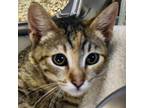 Adopt Aster a Brown or Chocolate Domestic Shorthair / Domestic Shorthair / Mixed