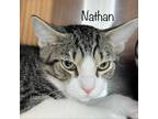 Adopt Nathan a Gray or Blue Domestic Shorthair / Mixed cat in Madisonville