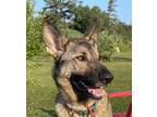 Adopt Tatanka (tanka) a Black - with Tan, Yellow or Fawn German Shepherd Dog /