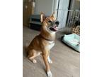 Adopt Oliver a Red/Golden/Orange/Chestnut - with White Shiba Inu / Mixed dog in