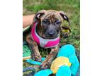 Adopt Kali a Brindle Plott Hound / Mixed dog in Bear, DE (39122409)