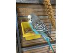 Adopt Sullivan a Budgie bird in West Vancouver, BC (39120561)