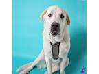 Adopt Chloe a White - with Tan, Yellow or Fawn Great Pyrenees / Mixed dog in