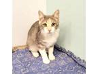 Adopt Dove a Gray or Blue Domestic Shorthair / Mixed cat in Show Low