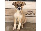 Adopt Kirby a Brown/Chocolate German Shepherd Dog / Mixed dog in San Antonio