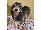 Adopt TAYLOR a Gray/Silver/Salt & Pepper - with White Poodle (Miniature) / Mixed