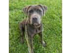 Adopt Chef Pepperoni a Gray/Silver/Salt & Pepper - with Black Cane Corso / Mixed