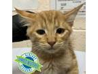 Adopt 66573 a Orange or Red Domestic Mediumhair / Mixed cat in Las Cruces