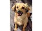 Adopt Belle a Tricolor (Tan/Brown & Black & White) Dachshund / Mixed dog in