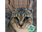 Adopt Sonya a Brown or Chocolate Domestic Shorthair / Mixed cat in Las Cruces