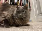 Adopt Whipper and Peeps a Gray, Blue or Silver Tabby Domestic Mediumhair / Mixed