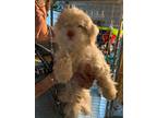 Adopt Poodle a Poodle (Standard) / Mixed dog in Newman, CA (39122055)