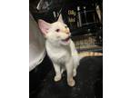 Adopt Billy Idol a Orange or Red (Mostly) Domestic Shorthair / Mixed (short