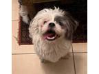 Adopt Denver a White - with Gray or Silver Shih Tzu / Mixed dog in Toronto