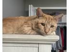 Adopt Sunny a Orange or Red Tabby American Shorthair / Mixed (short coat) cat in