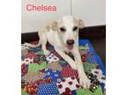 Adopt Chelsea a White - with Tan, Yellow or Fawn Jack Russell Terrier / Mixed