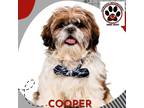 Adopt COOPER a White Bichon Frise / Shih Tzu / Mixed dog in Aurora