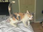 Adopt Tandy a Calico or Dilute Calico Domestic Shorthair cat in Steinbach
