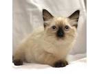 Adopt POPPY a Brown or Chocolate Siamese (medium coat) cat in Irvine