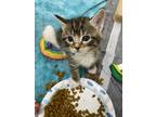 Adopt Freddie 2 a Gray, Blue or Silver Tabby Domestic Shorthair cat in New York
