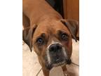 Adopt Paddy Cakes a Boxer / Mixed dog in Denver, CO (39121993)