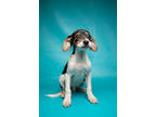 Adopt Vinny a Black Beagle / Mixed dog in Morton Grove, IL (39114361)