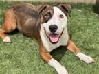 Adopt ERIK a Staffordshire Bull Terrier / Bull Terrier / Mixed dog in Tustin