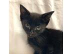 Adopt MINNIE a All Black Domestic Shorthair (short coat) cat in Irvine