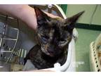 Adopt SHIBA a Tortoiseshell Domestic Mediumhair / Mixed (medium coat) cat in