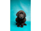Adopt Silas a Black Labrador Retriever / Chow Chow / Mixed dog in Morton Grove