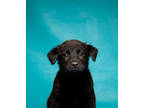 Adopt Salem a Black Labrador Retriever / Chow Chow / Mixed dog in Morton Grove