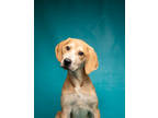 Adopt Ursula a Tan/Yellow/Fawn Beagle / Mixed dog in Morton Grove, IL (39114354)