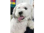 Adopt Paloma a Poodle (Miniature) / Mixed dog in Vallejo, CA (39121575)