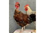 Adopt Griswold a Chicken bird in Novato, CA (39121509)