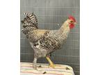Adopt Clark a Chicken bird in Novato, CA (39121508)