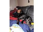 Adopt Mariah a Black Labrador Retriever / Mixed dog in Lawrenceville