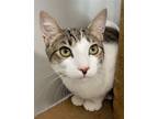 Adopt Pimento a Brown Tabby Domestic Shorthair / Mixed (short coat) cat in