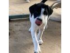Adopt Sugar a Black Poodle (Standard) / Mixed dog in Lynchburg, VA (39121491)