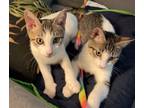 Adopt Spot & Parker a Gray, Blue or Silver Tabby Domestic Shorthair (short coat)