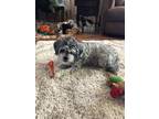 Adopt Rousey a Gray/Silver/Salt & Pepper - with White Shih Tzu / Poodle