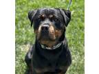 Adopt Honor a Rottweiler / Mixed dog in Napa, CA (39121385)