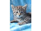 Adopt Dewberry - AVAILABLE SOON a Domestic Shorthair cat in Georgetown